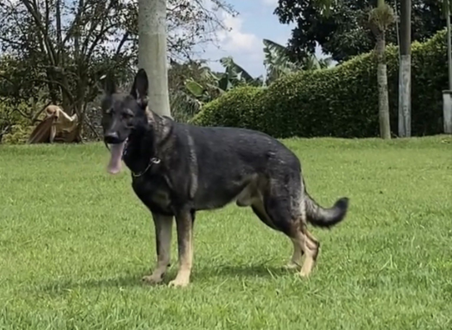 Perro de trabajo en entrenamiento