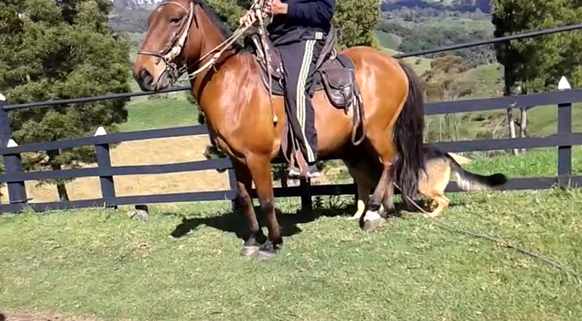 Aquiles: exposición frente a caballos